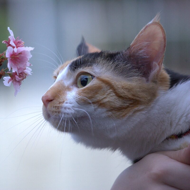 三花貓渺渺,本人出鏡