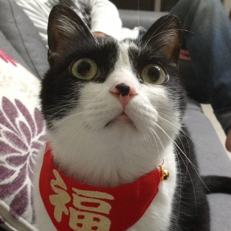 黑白賓士貓小小,戴著紅色「福」字領巾,睜著圓圓的大眼睛