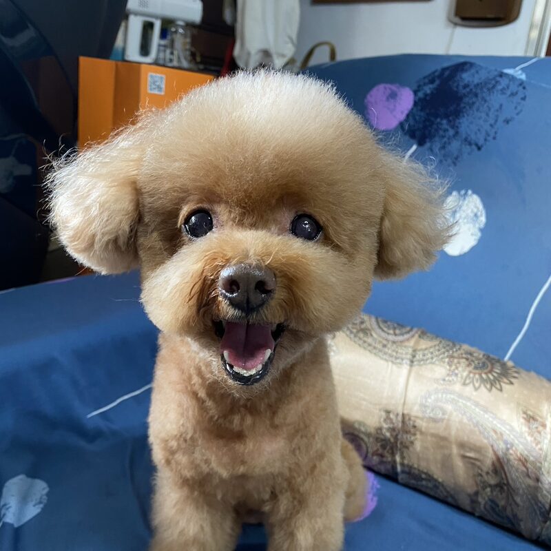 紅棕色的貴賓犬坐在藍色床上,張著嘴開心地笑
