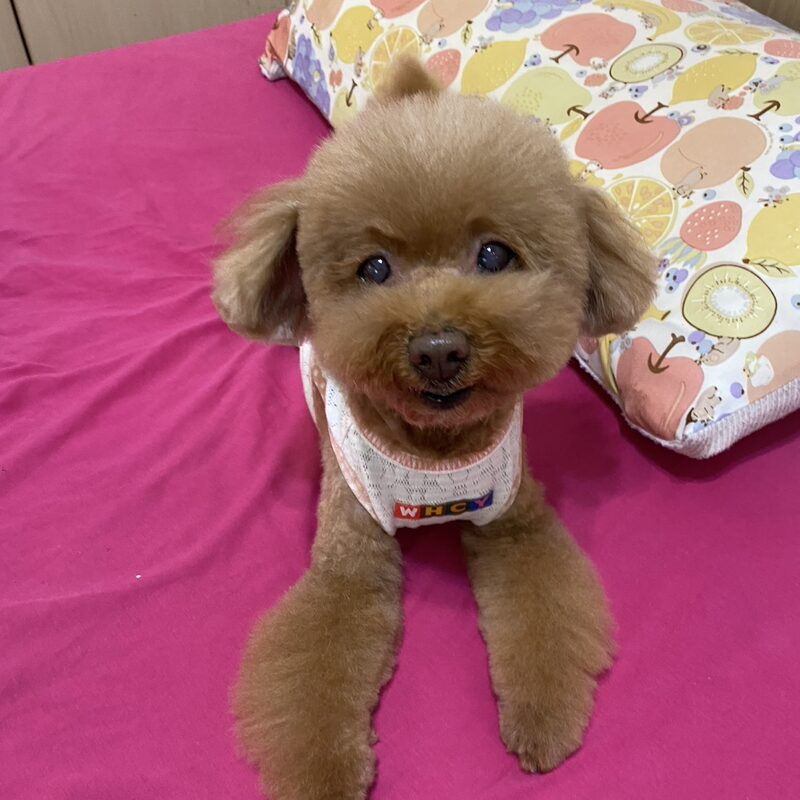 紅棕色的貴賓犬 Kiki,戴著小領巾坐在床上抬頭微笑
